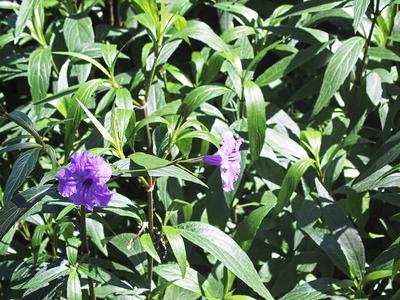 Mexican petunia #2