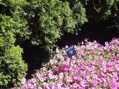 Petunias