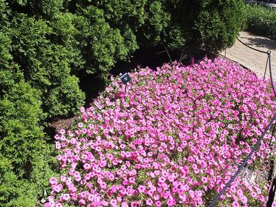 Petunias #2
