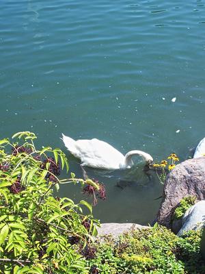 Swan