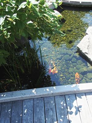 Koi #3