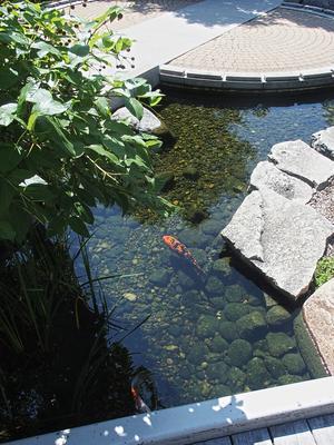 Koi #4