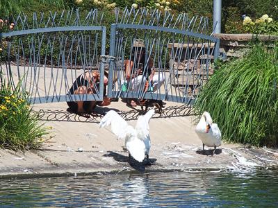Photographing swans #3