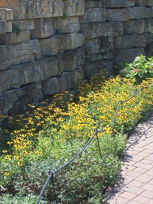 Sunflowers #4