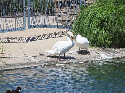 Swans