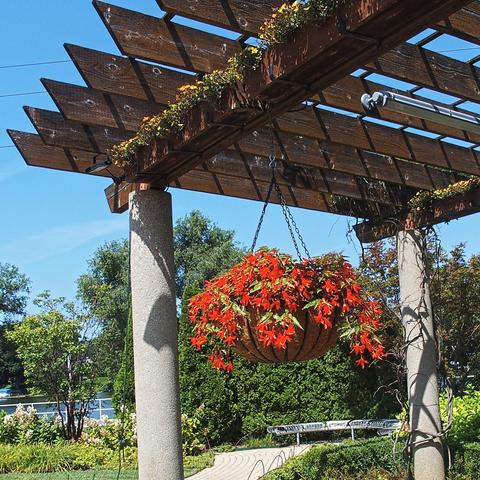 Hanging plants #2